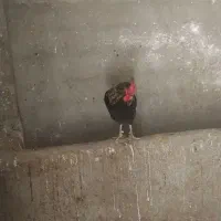 خروس مشکی