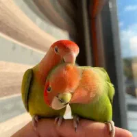 فروش کوتوله