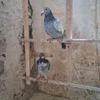 چن عدد آلمانی