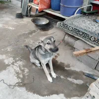 سگ ماده دلبر|سگ|رشت, ترمینال|دیوار