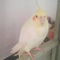 عروس هلندی گمشده|حیوانات|کوهدشت, |دیوار