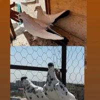 دو جفت کفتر رنگی