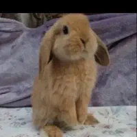 خرگوش لوپ کاراملی نژاد گوش افتاده