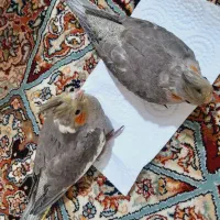 دوعدد عروس هلندی خاکسترس دوماهه دستی|پرنده|تهران, زعفرانیه|دیوار