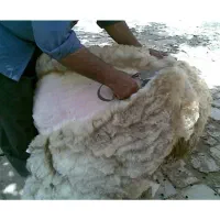 پشم گوسفند هر کیلو ۴۰ تومن