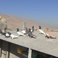 بهبونی شهری هوایی|پرنده|شیراز, شهرک رضوان|دیوار