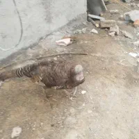 یک عدد بوقلمون ماده
