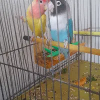 برزیلی مولد