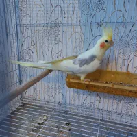 عروس هلندی دوکت لوتینو جفت با تخم و جوجه|پرنده|مشهد, شهرک مهرگان|دیوار