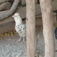 مرغ گلین اصل