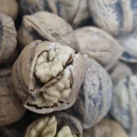 گردو درجه یک پوست کاغذی|خوردنی و آشامیدنی|شیراز, درکی|دیوار