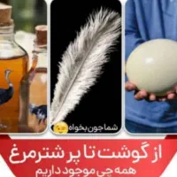 پرنده جوجه تخم خوراکی گوشت شترمرغ قلم بوقلمون