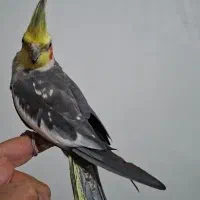 عروس هلندی آرام