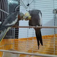 طوطی  نر و ماده|پرنده|سنگر, |دیوار