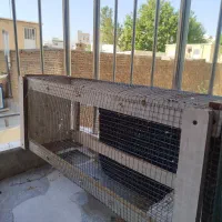 قفس پرنده