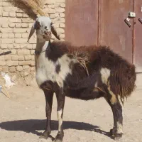 دو راس شیشک آنتیک