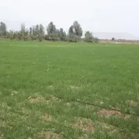 فروش-زمین-کشاورزی