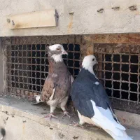 شازده سرور و شازده زرد|پرنده|داران, |دیوار
