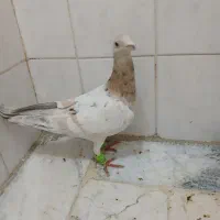 کبوتر|پرنده|محمدیه-قزوین, |دیوار