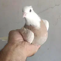 چند تا کفتر حسابی