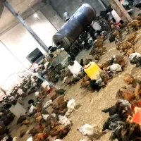 جوجه مرغ بومی دو ماهه