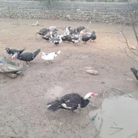 حیوانات خانگی