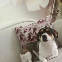 واگذاری سگ اشپیتز پامر