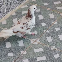 کبوتر