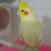 یک جفت عروس هلندی نر و ماده با تخفیف|پرنده|قم, شهرک مهدیه|دیوار