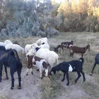 گوسفند وبره نر نسل دار|حیوانات مزرعه|میرجاوه, |دیوار