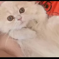 واگذاری بچه گربه پرشین