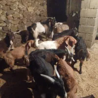 کهره نر و بزابستن