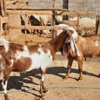 گوسفند پاکستانی گلابی و بز پاکستانی گلابی ونری|حیوانات مزرعه|کرمان, |دیوار