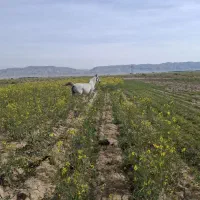 مادیان آبستن 4ماه همراه کره مادیان 5ماهه سرودمگیر