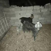 بز و کهره نر