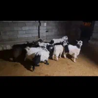 بز‌غاله|حیوانات مزرعه|طرهان, |دیوار