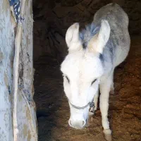 فروش خر الاغ