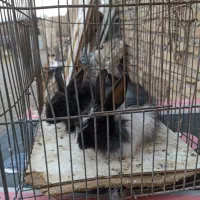 بچه خرگوش نروماده