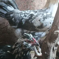 تخم مرغ نطفه دار گلین|حیوانات مزرعه|رامیان, |دیوار