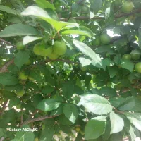 باغبانی . چاله . کاشت . هرس . آبیاری درخت