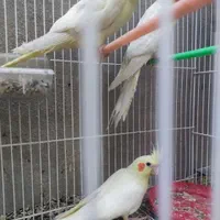 عروس هلندی|پرنده|مشهد, شیرودی|دیوار