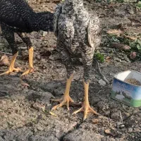 چهار عدد جوجه لاری اوشامای هندی|حیوانات مزرعه|خوی, |دیوار