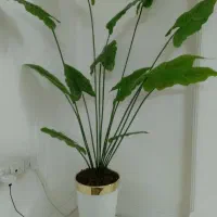 درختچه مصنوعی|گل مصنوعی|تهران, مقدم|دیوار