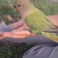 گمشده