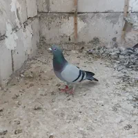 کفتر|پرنده|مشهد, کارمندان دوم|دیوار