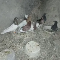کبوتر|پرنده|گناباد, |دیوار