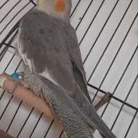 عروس هلندی ماده ۵۰۰|پرنده|رشت, گلسار|دیوار