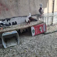 کبوتر شهرستانی نروماده|پرنده|تهران, سبلان (لشگر)|دیوار