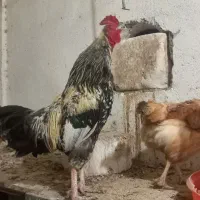 خروس با نطفه قوی