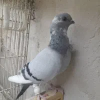 شامی|حراج|مشهد, کارمندان دوم|دیوار